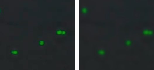 Verify Green Channel Focus. Left - good focus, Right - out of focus.