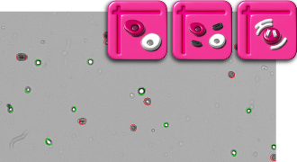 Erythrosin B apps: Tissue Culture, Primary Cells, and Nuclei