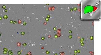 Hepatocytes