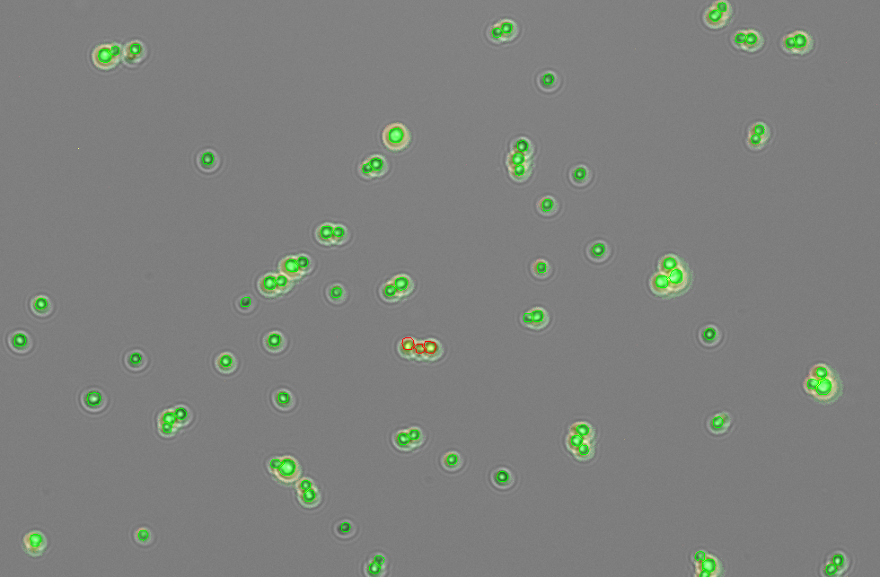 FLxi Yeast AO/PI Count Result