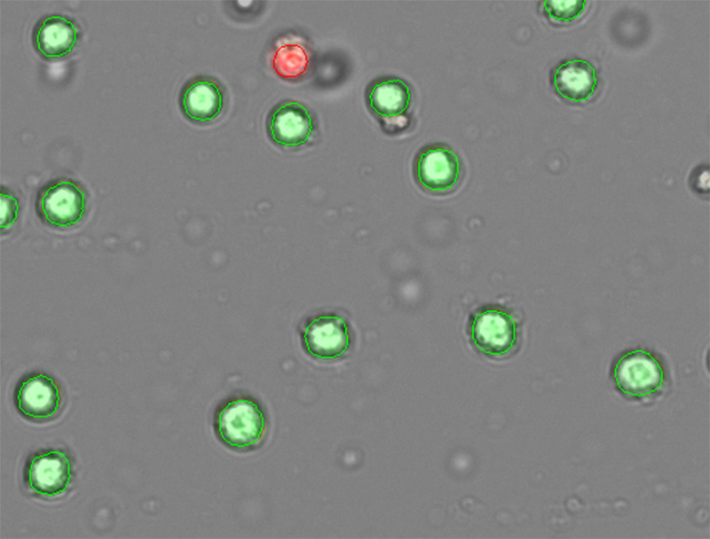 Embryonic stem cells counted on the CellDrop FLxi Automated Cell Counter with Acridine Orange and Propidium Iodide (AO/PI) fluorescence stain.