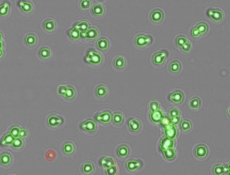 Yeast cells counted on the CellDrop FLxi Automated Cell Counter with Acridine Orange and Propidium Iodide (AO/PI) fluorescence stain.